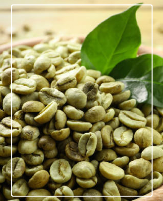 Premium Bugisu Arabica Green Washed Coffee Beans